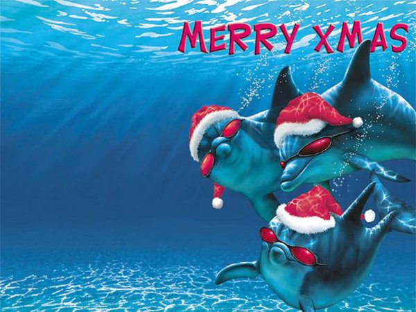 dolphin xmas