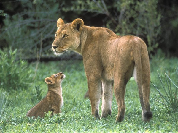 African lions