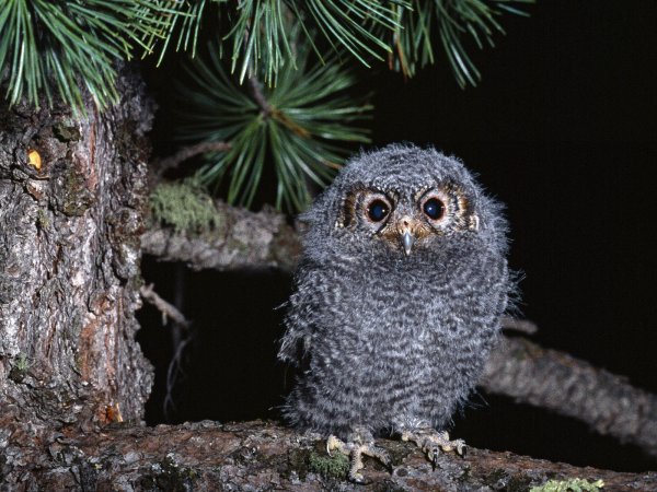 owl wallpaper. Baby Owl. Baby Owl