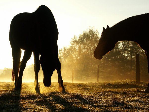 desktop wallpaper horses. Send eCard - Backlit Horses