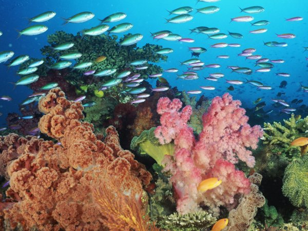 Coral Fishes. Coral Fishes Coral Fishes. Coral Fishes