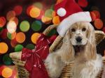cocker xmas