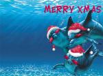 dolphin xmas