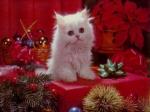 kitty xmas