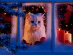 xmas cat