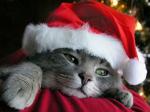 santa cat