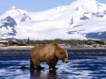 Brown Bear