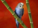 Blue Budgerigar